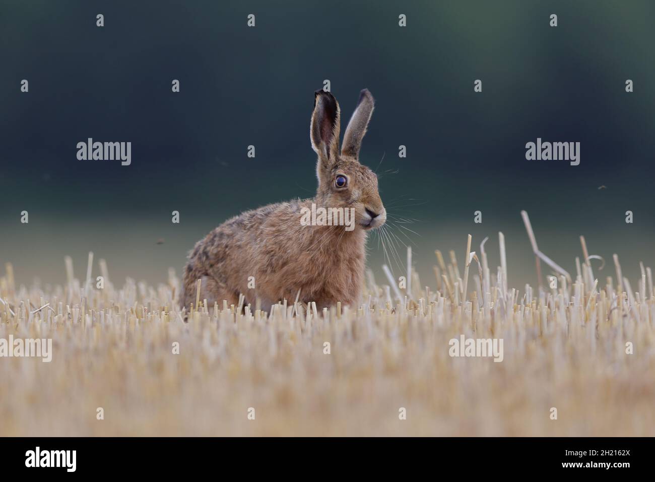 Der europäische Hase, auch Braunhase genannt, ist eine Hasenart, die in Europa und Teilen Asiens beheimatet ist. Es gehört zu den größten Hasen-Arten. Stockfoto