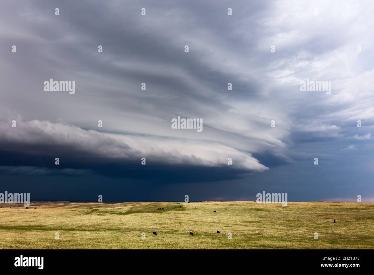 Shelf Cloud (arcus) vor einem sich nähernden Sturm in der Nähe von Glendive, Montana Stockfoto
