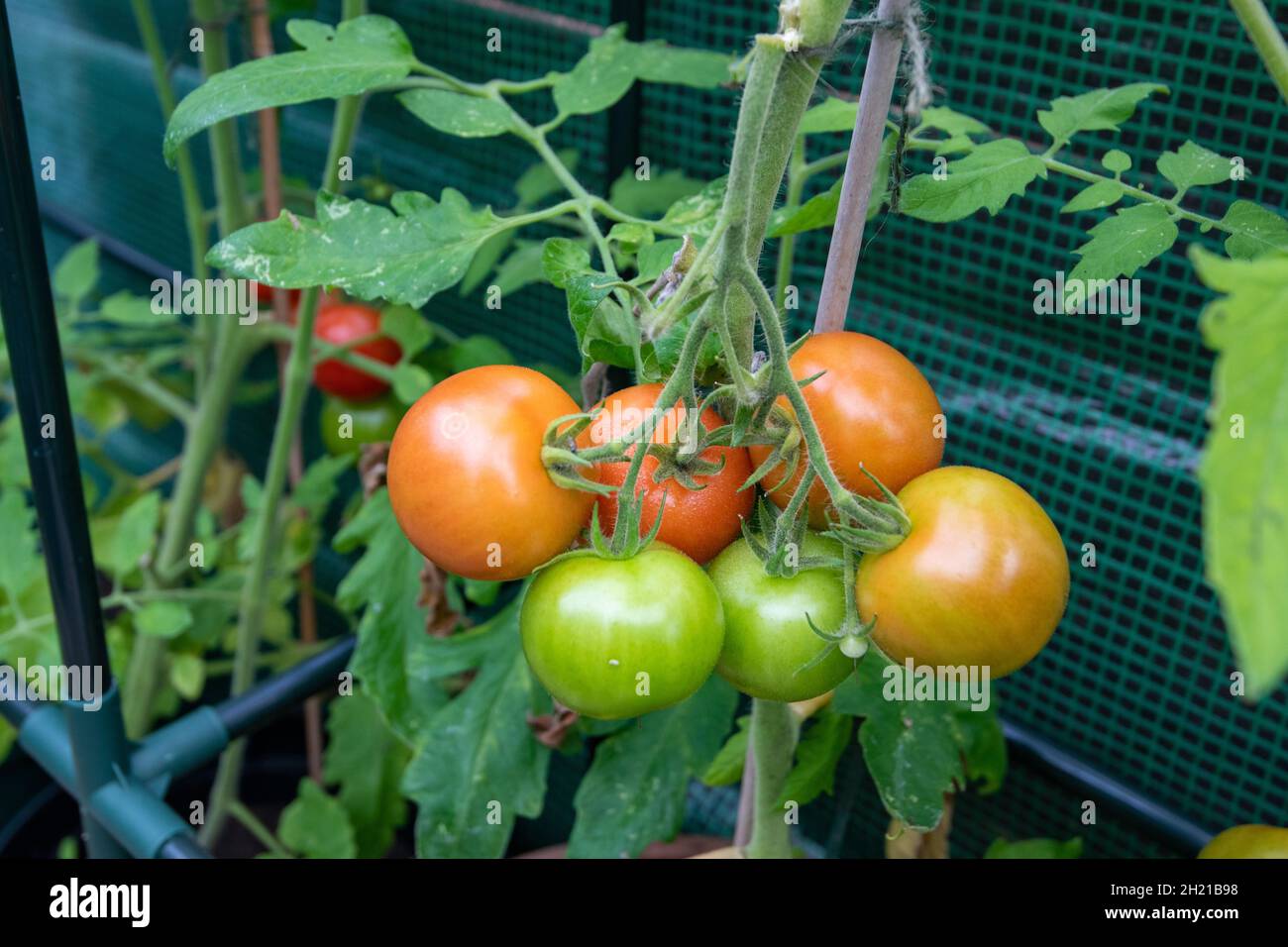 Ein paar Tomaten auf der Weinrebe Stockfoto