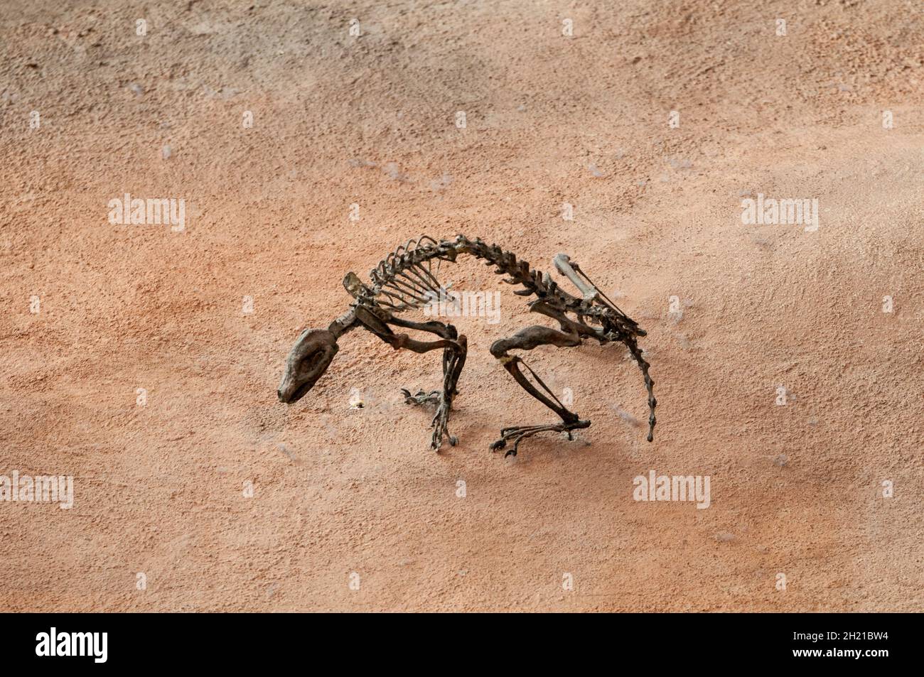 St. Paul, Minnesota. Wissenschaftsmuseum. Modellskelett eines Triconodont. Ein kleines Säugetier von vor 145 Millionen Jahren. Stockfoto