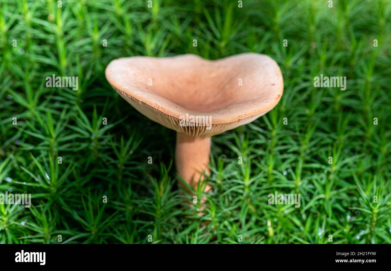Schöner Pilz, der in einem tiefgrünen Moos wächst. Stockfoto