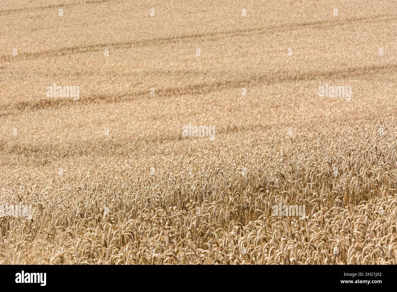 Reifenden Weizen Ernte warten. Fokus auf unteren Drittel des Bildes. Metapher für die Ernährungssicherheit/wachsenden Lebensmittel, Nahrungsmittel UK Stockfoto
