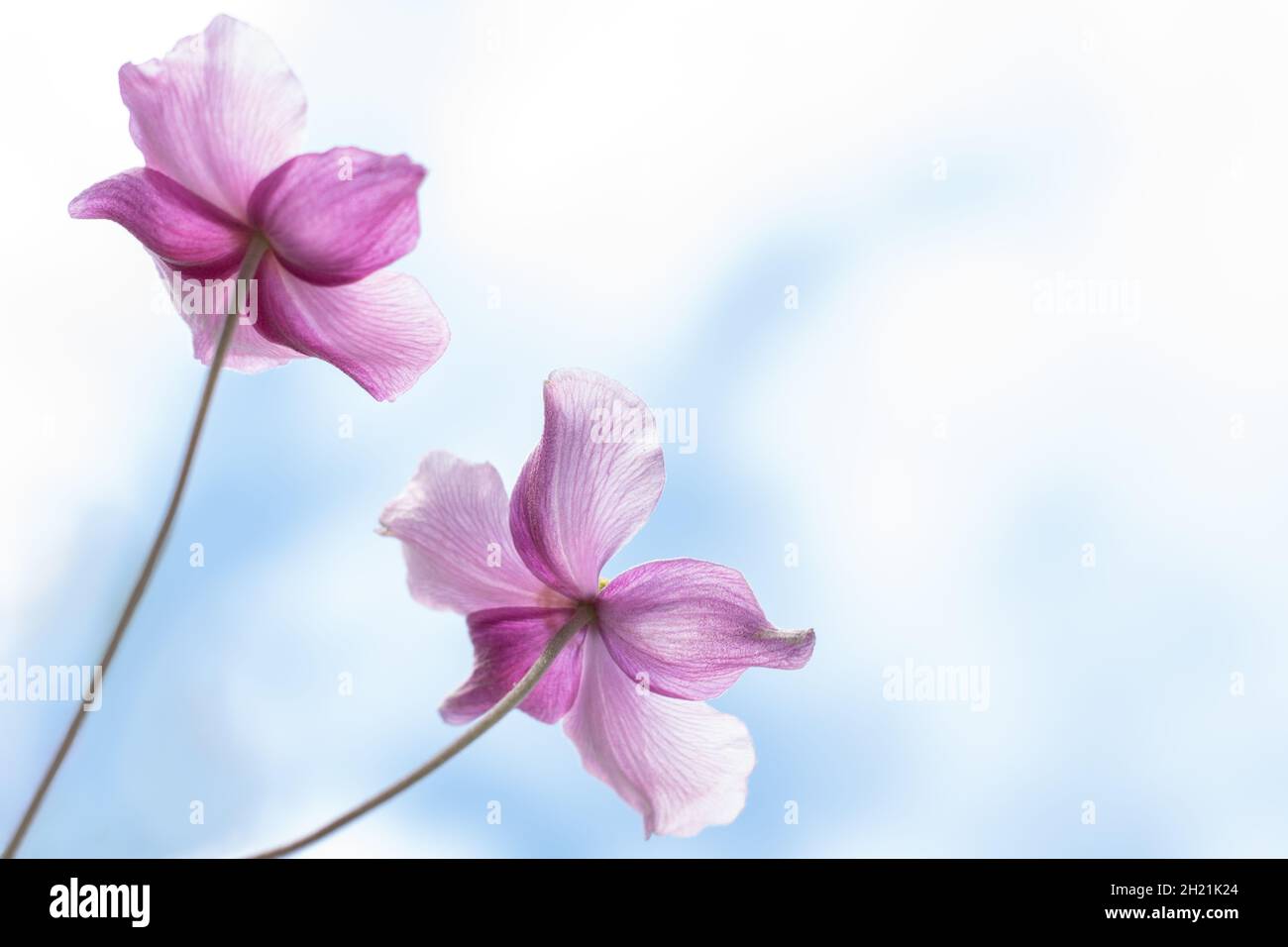 Anemone hupehensis praecox schöne Blüten. Rosa Blütenblatt Einfachheit blühende Pflanze, Windblumen blühende Pflanzen im Garten. Aufnahme aus dem niedrigen Winkel Stockfoto