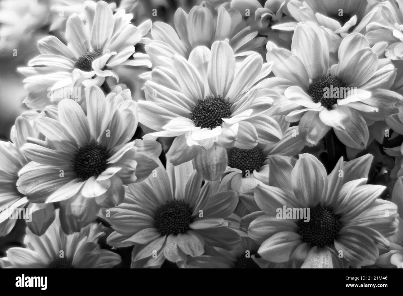 Foto Blumen Chrysanthemen Stockfoto