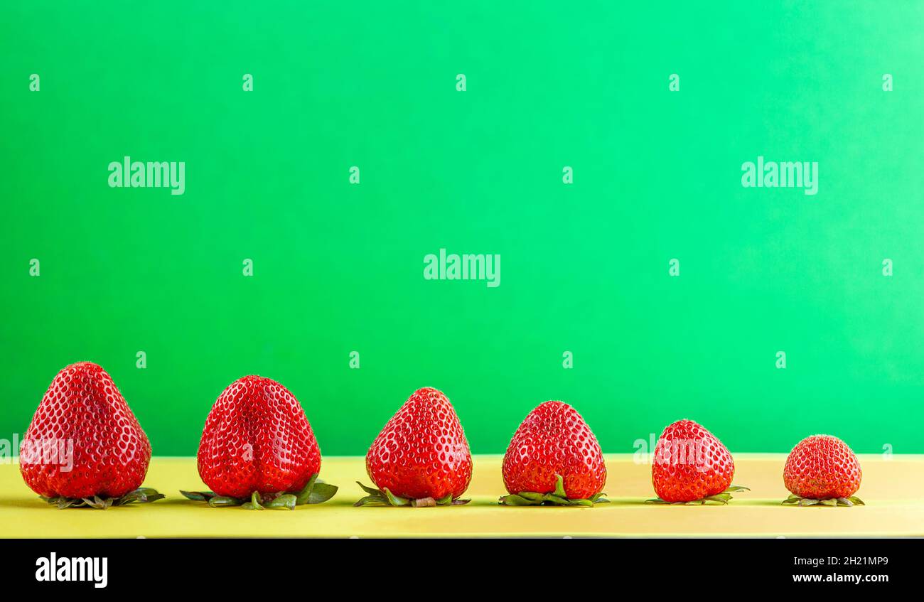 Eine Reihe reifer frischer Erdbeeren in verschiedenen Größen auf gelbem und grünem Hintergrund mit Kopierraum. Konzeptbild für hybride Obstsorten mit Stockfoto