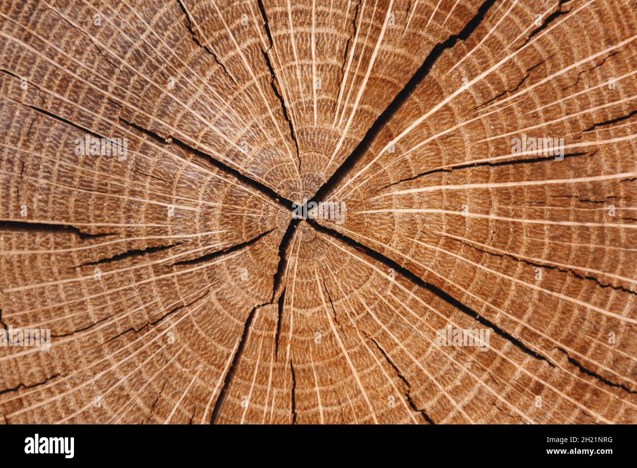 Holzhintergrundstruktur. Der gefällte Rundbaum ist in Nahaufnahme mit jährlichen radialen Ringen und Rissen aus der Mitte dargestellt. Stockfoto