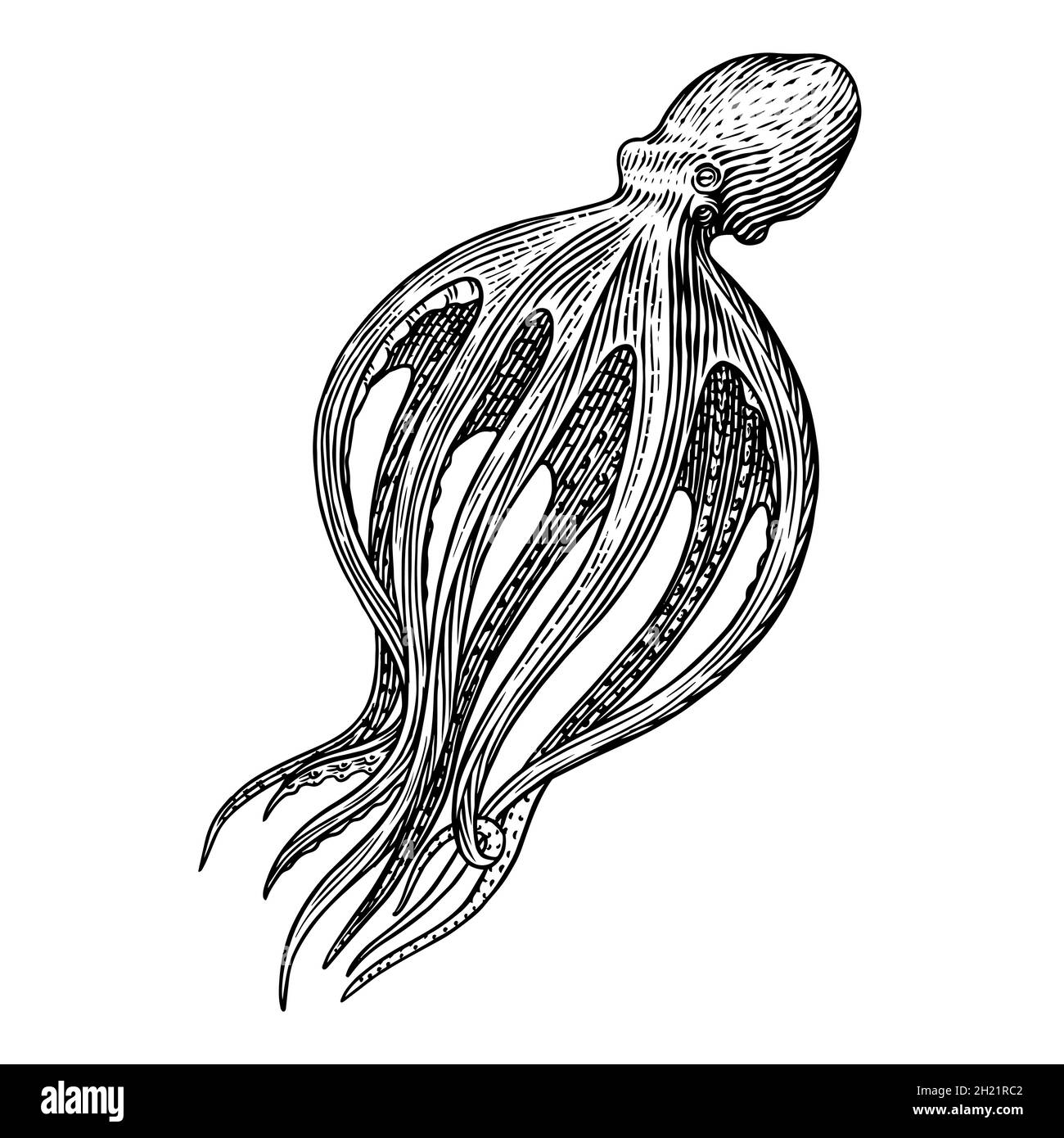 Meereskrake. Eingraviert von Hand gezeichnet in alter Skizze, Vintage Kreatur. Nautisch oder marine, Monster. Tier im Ozean. Vorlage für Logos, Etiketten und Stock Vektor
