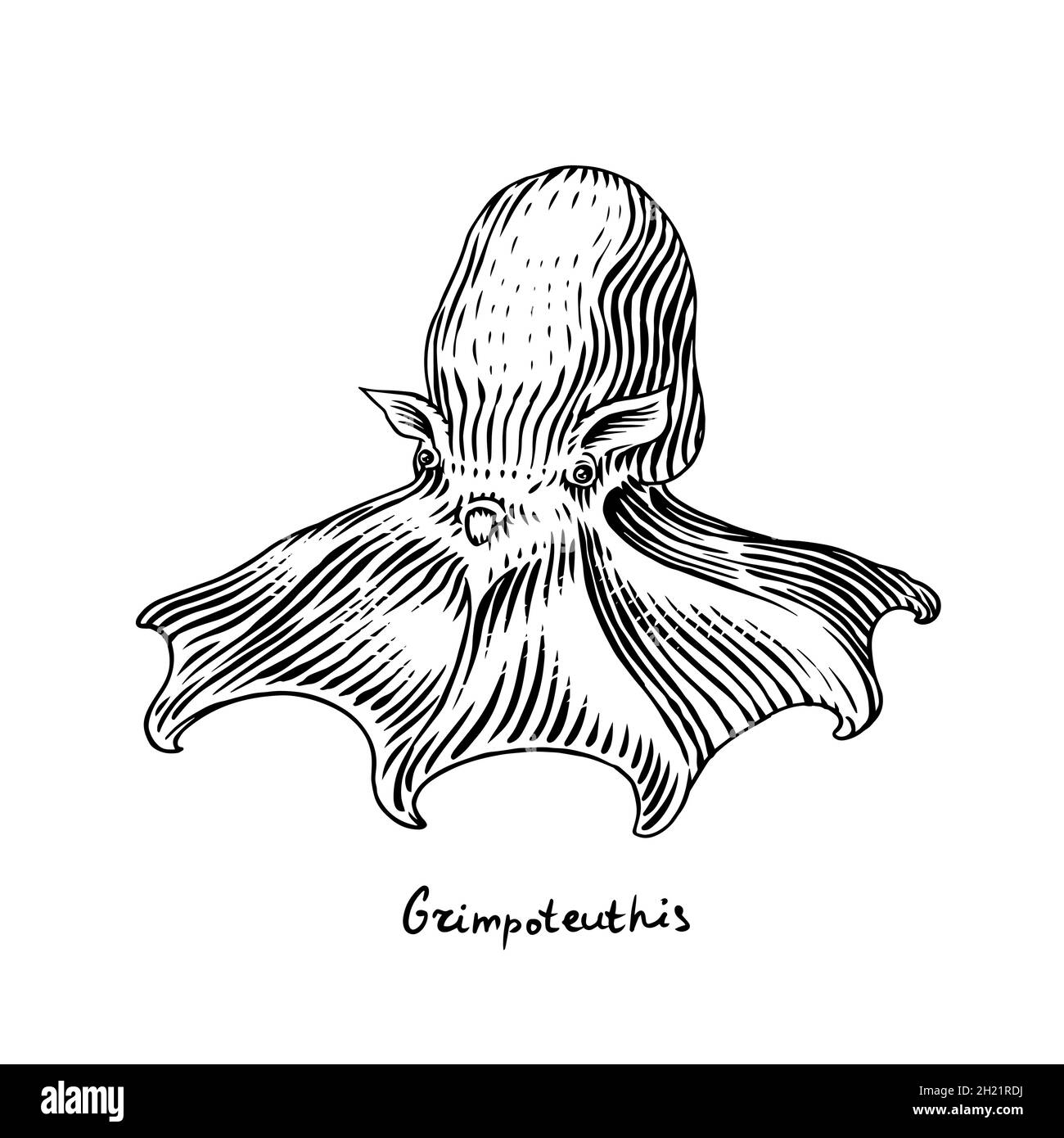 Meereskrake. Grimpoteuthis. Eingraviert von Hand gezeichnet in alter Skizze, Vintage Kreatur. Nautisch oder marine, Monster. Tier im Ozean. Vorlage für Logos Stock Vektor