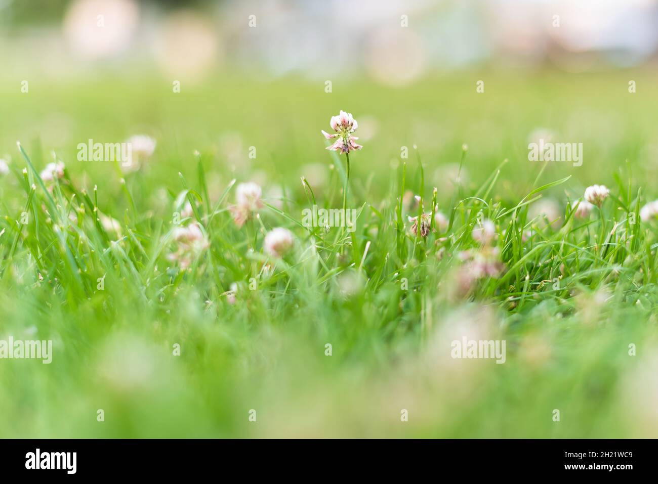 Nahaufnahme von Kleeblüten im grünen Rasengras im Sommer Stockfoto