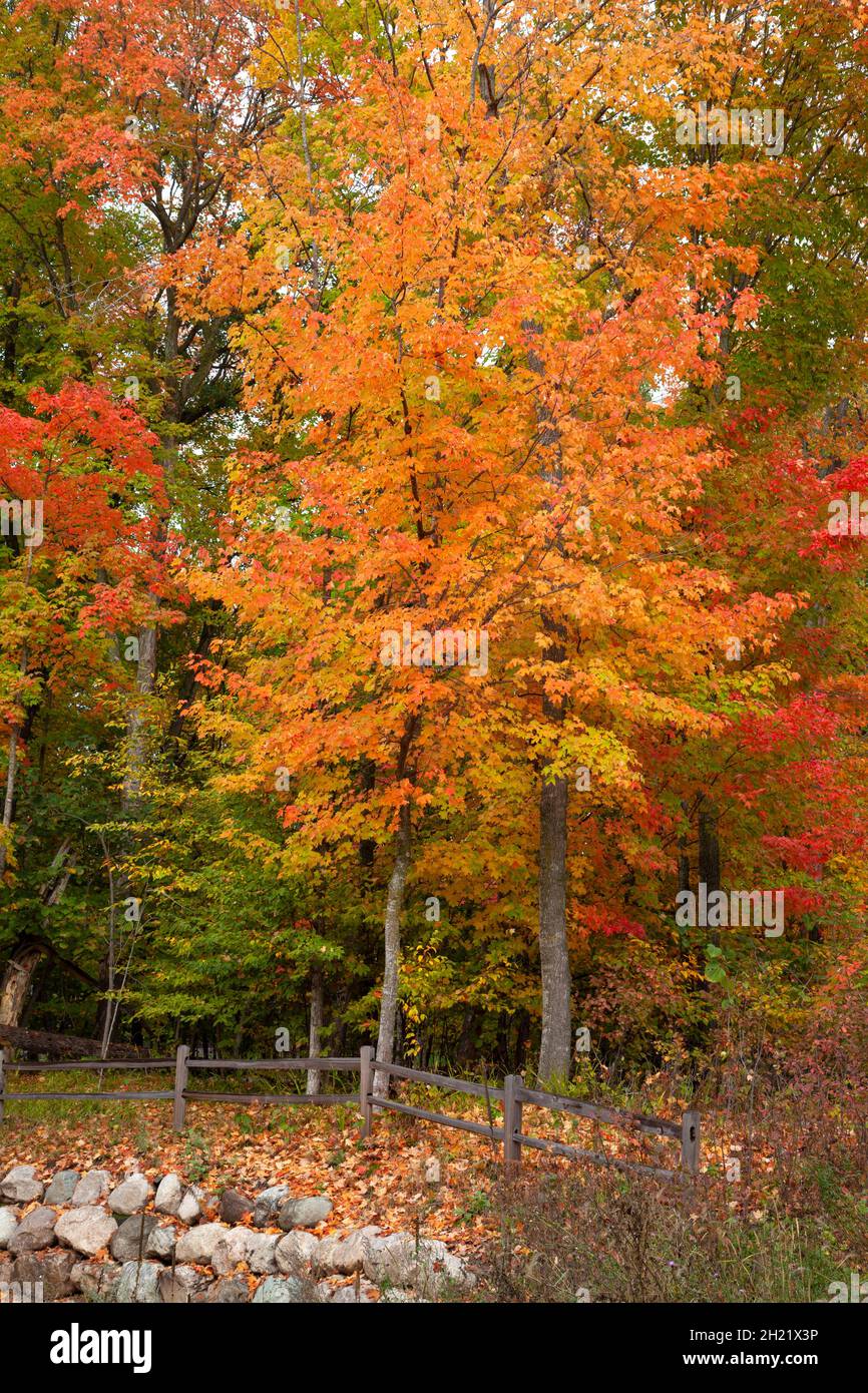 Ahornbäume in brillanter Herbstfarbe in der Nähe eines Zauns und einer Steinmauer im Norden von Minnesota Stockfoto