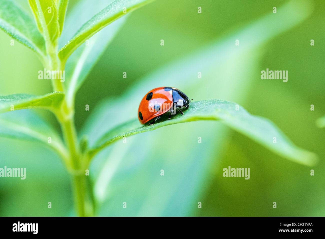 Ein Marienkäfer oder Marienkäfer, Coccinella septempunctata, auf einem Blatt Milchkraut. Wichita, Kansas, USA Stockfoto