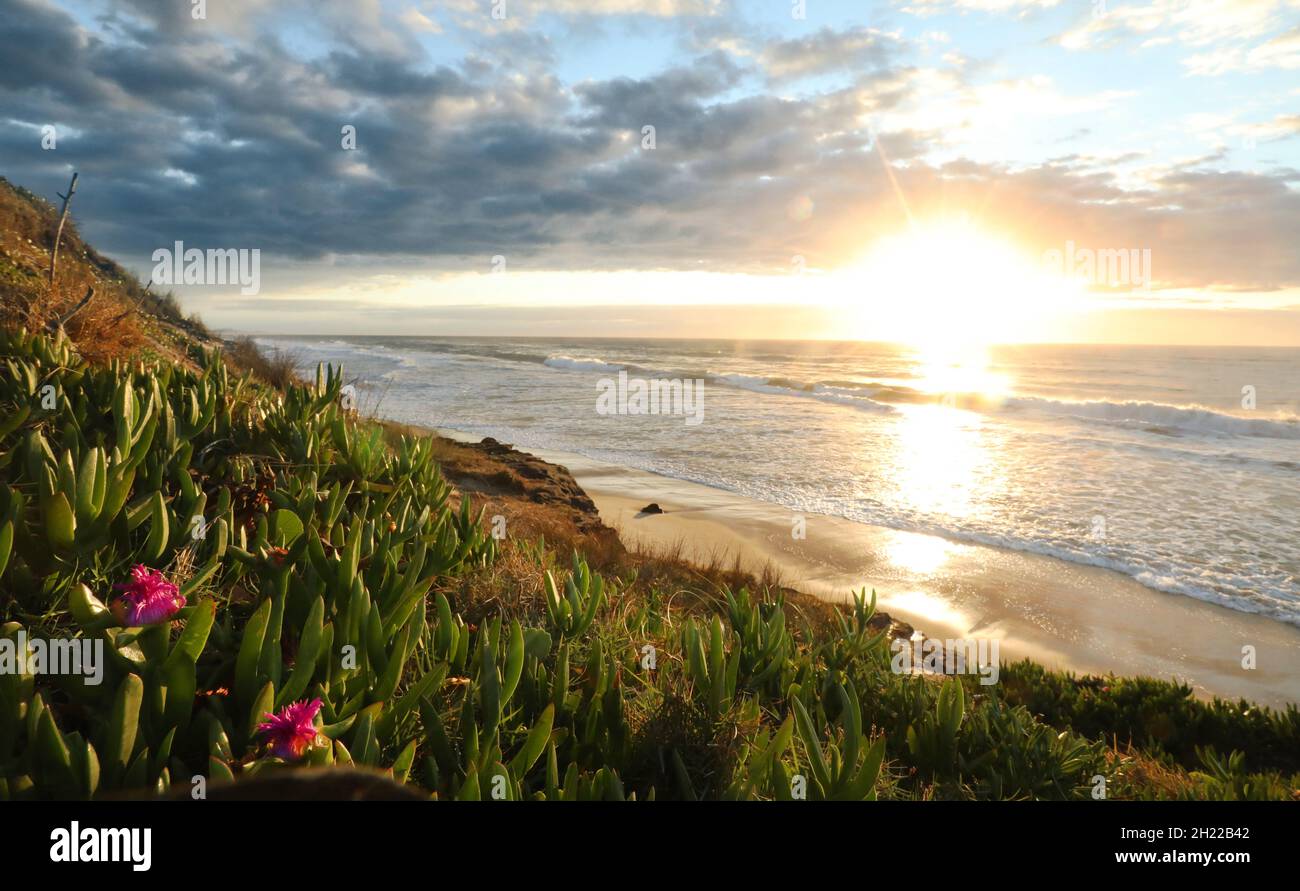 Ein dramatischer Sonnenaufgang am Morgen Blick auf das Meer durch wilde Blumen und Sanddünen vom Lake Cathie an der mittleren Nordküste von New South Wales, Australien, Stockfoto