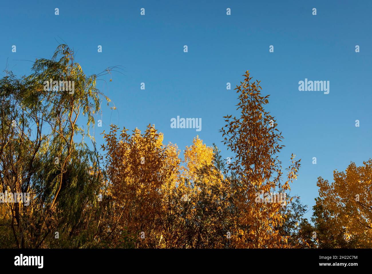 Herbstfarben und ein tiefblauer Himmel Stockfoto