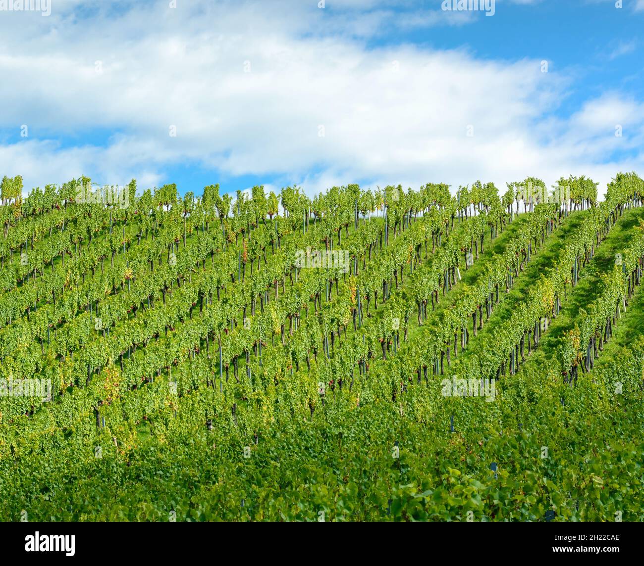 Blick auf Reihen von grünen Weinbergen in der Steiermark Stockfoto