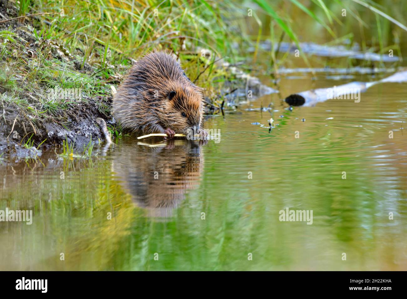 Ein junges Biber kaut auf einem Espensapling, während er am Rand seines heimischen Teiches sitzt Stockfoto