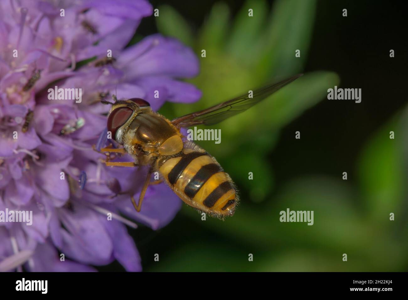 Große Schwebfliege, gemeinsame Gartenschwebfliege (Syrphus ribesii) auf Waldwitwenblume (Knautia dipsacifolia), Baden-Württemberg, Deutschland Stockfoto