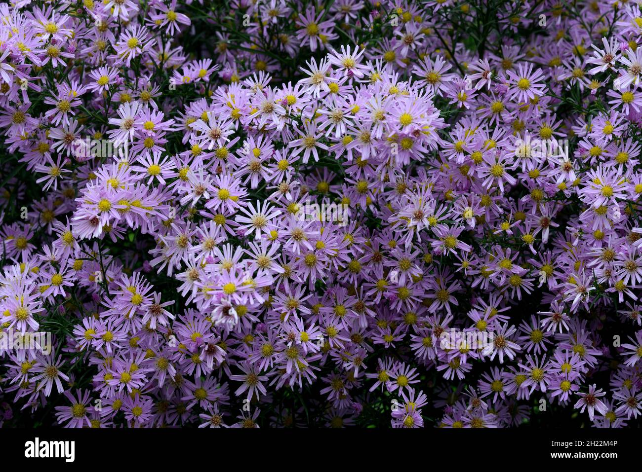 Blühende Herbstaster, Zierpflanzen, Deutschland Stockfoto