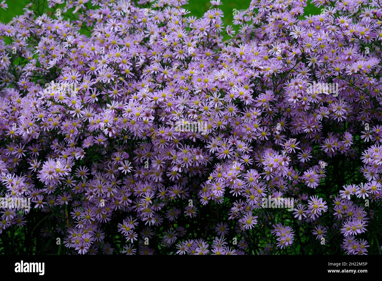Blühende Herbstaster, Zierpflanzen, Deutschland Stockfoto