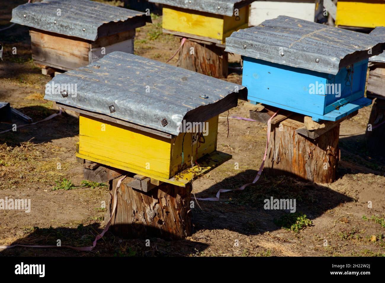 Bienenzucht, Dardha, Skigebiet, Gramoz Mountains, Korca District, Korca, Albanien Stockfoto