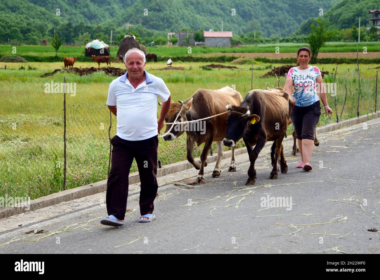 Der Mann und die Frau mit Kühen, Albanien Stockfoto