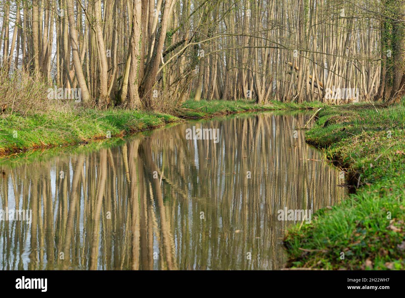 Schwarzerle (Alnus glutinosa), Wachtendonk, Kreis Kleve, Nordrhein-Westfalen, Deutschland Stockfoto