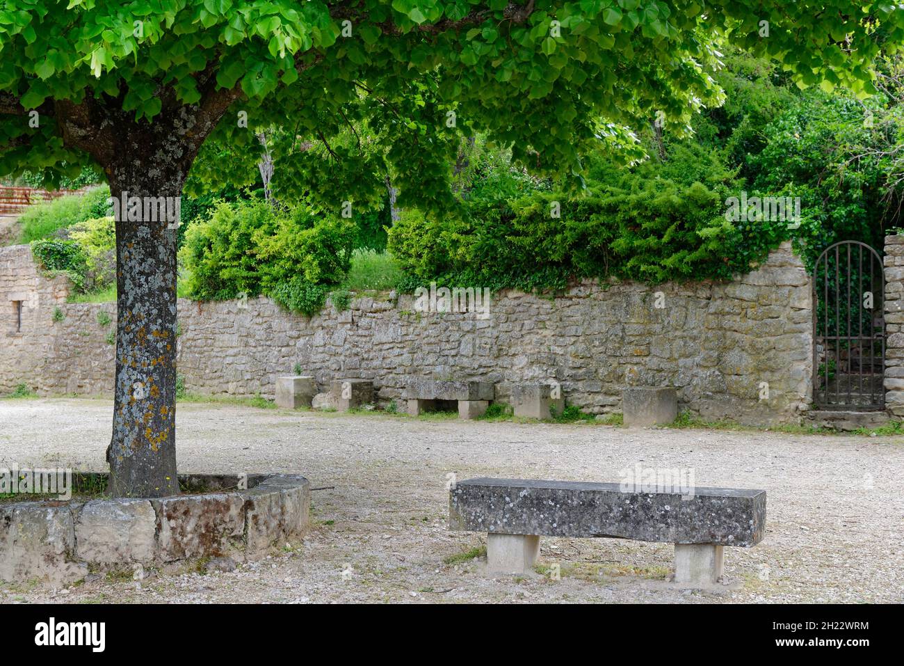 Lindenbaum (Tilia) hinter der Kirche, Lacoste, Provence, Frankreich Stockfoto