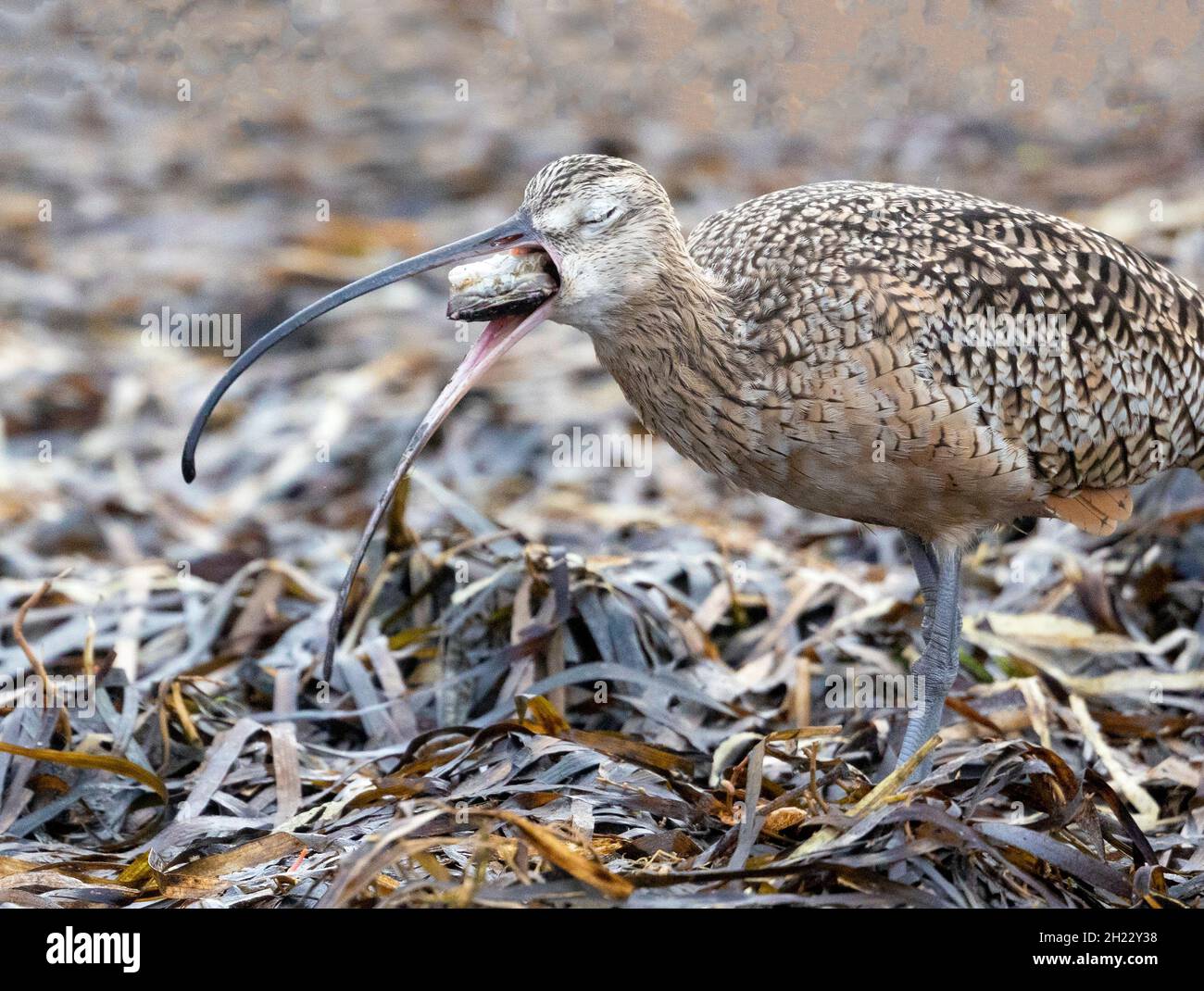 Lang geschenkter Krabben mit Curlew-Essen Stockfoto