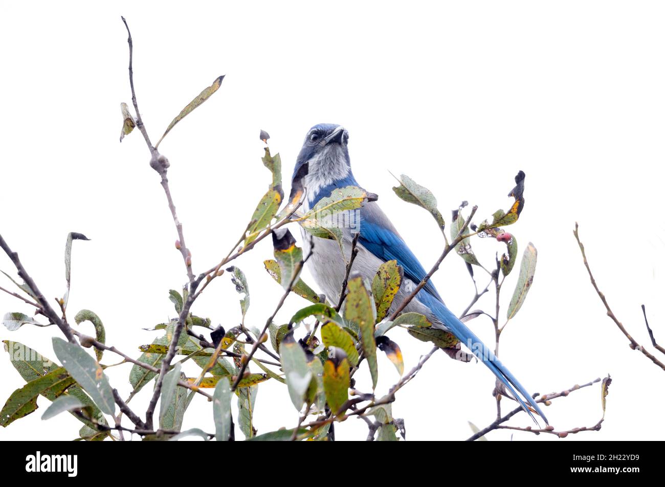 California Scrub Jay Stockfoto