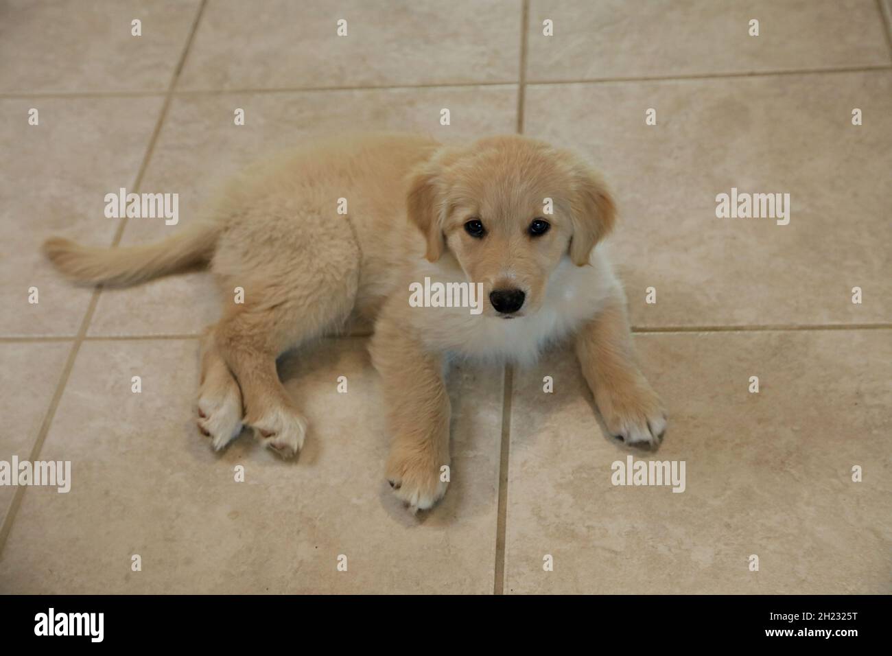 Golden Retriever Welpe Stockfoto