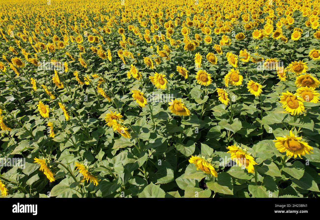 Viele Sonnenblumenblumen mit Samen reifen auf Ackerland Stockfoto