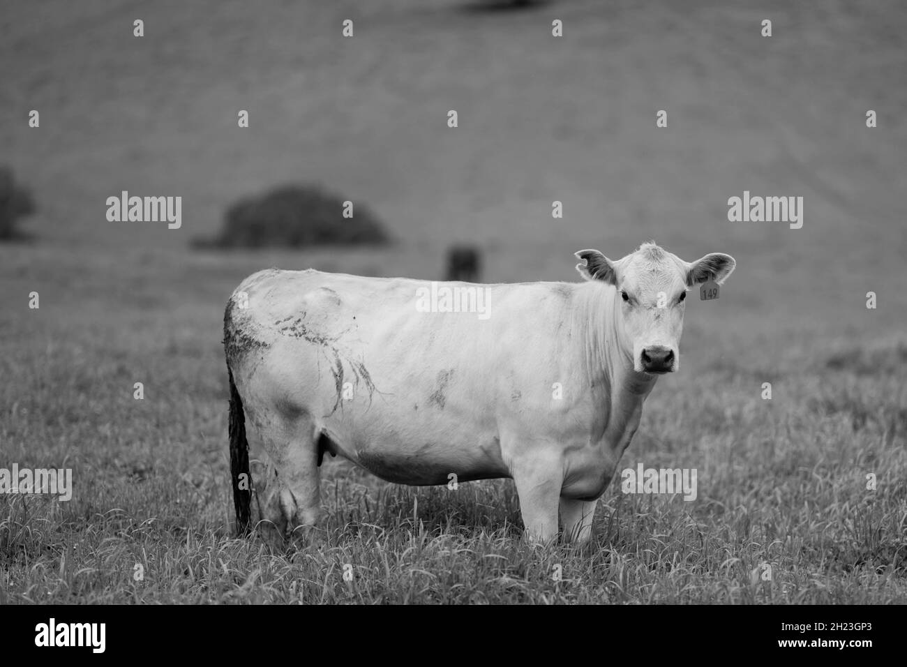 Nahaufnahme von Gestüt Rinderbullen, Kühen und Kälbern grasen auf einem Feld, in Australien. Rassen von Rindern gehören gesprenkelt Park, murray grau, angus, br Stockfoto