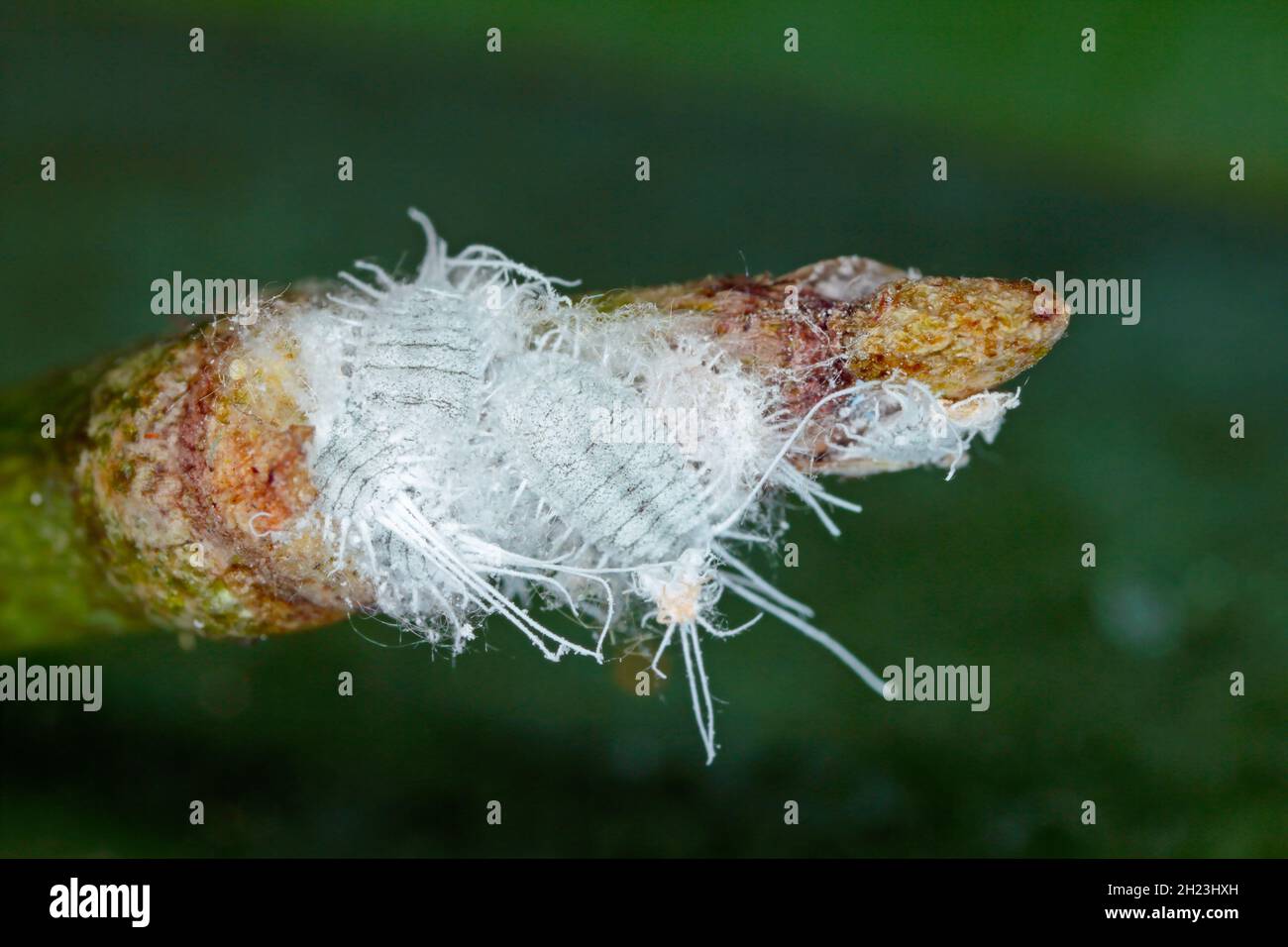 Nahaufnahme eines langschwanzigen Malybugs - Pseudococcus longispinus (Pseudococcidae) auf einem Orchideenblatt sind Malybugs Schädlinge, die Pflanzensäfte füttern. Stockfoto