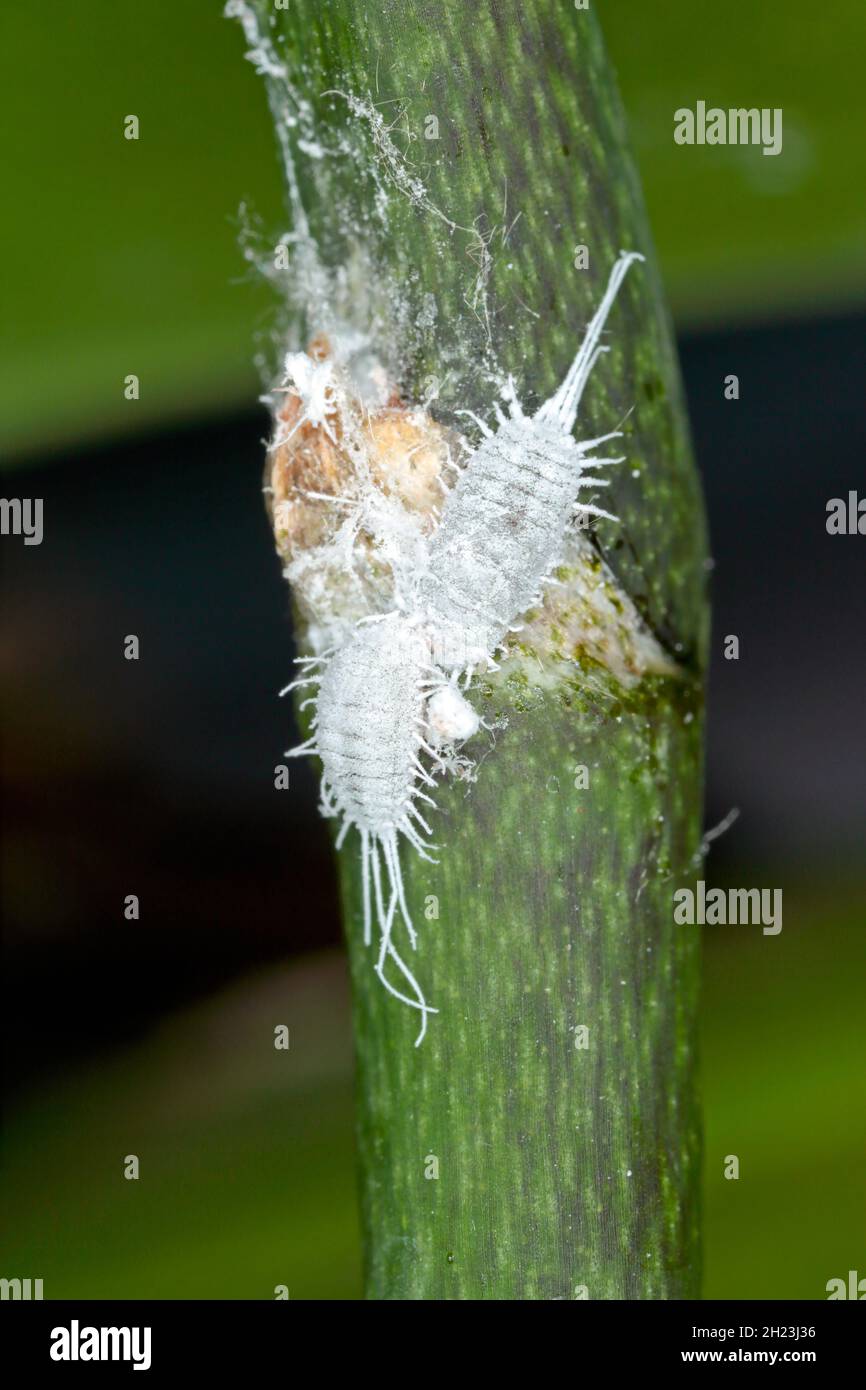 Nahaufnahme eines langschwanzigen Malybugs - Pseudococcus longispinus (Pseudococcidae) auf einem Orchideenblatt sind Malybugs Schädlinge, die Pflanzensäfte füttern. Stockfoto