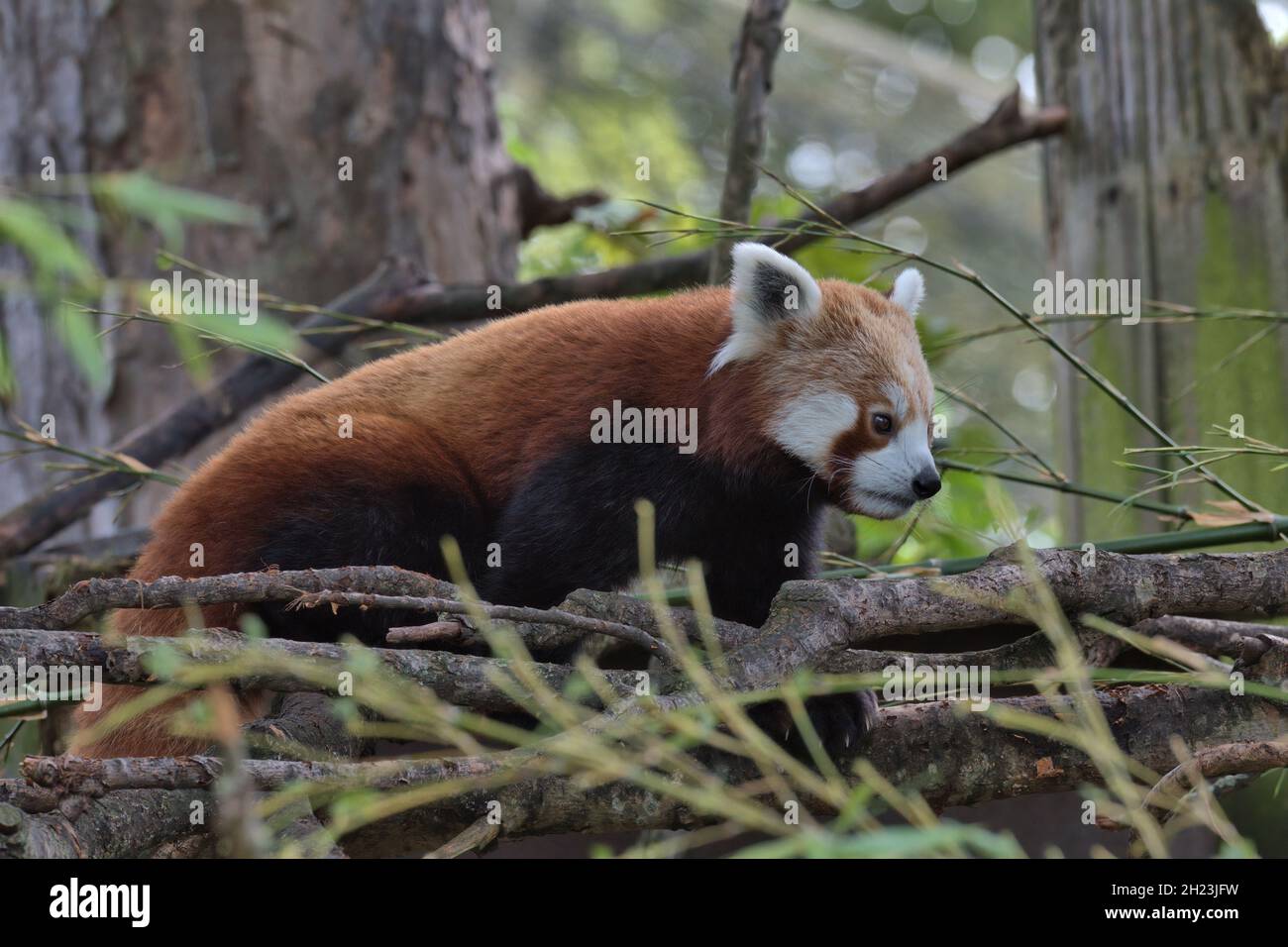 Roter Panda, Ailurus fulgens in einem Baum. Stockfoto