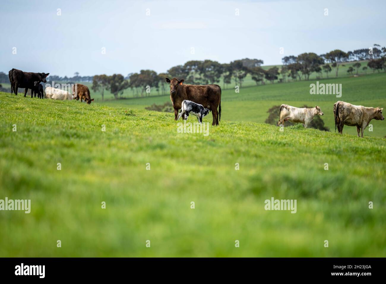 Gestüt Angus, Wagyu, Murray Grey, Milchkühe und Rinderkuh und Bulls grasen auf Gras und Weide auf einem Feld. Die Tiere sind biologisch und freireichend, wobei g Stockfoto