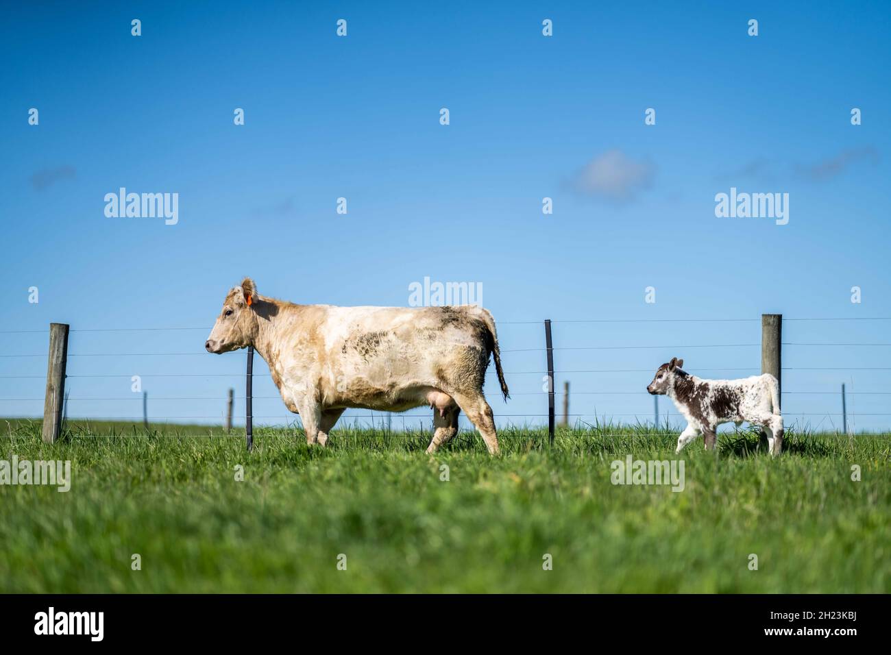 Gestüt Angus, Wagyu, Murray Grey, Milchkühe und Rinderkuh und Bulls grasen auf Gras und Weide auf einem Feld. Die Tiere sind biologisch und freireichend, wobei g Stockfoto