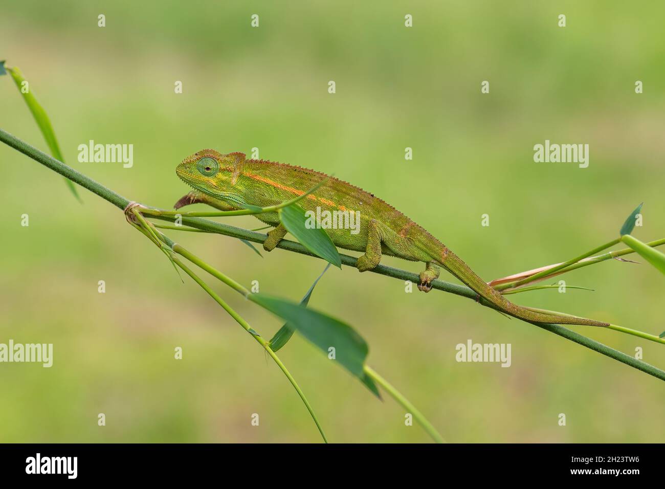 Grobes Chamäleon - Trioceros rudis, wunderschöne farbige Eidechse aus afrikanischen Wäldern, Rwenzori, Uganda. Stockfoto