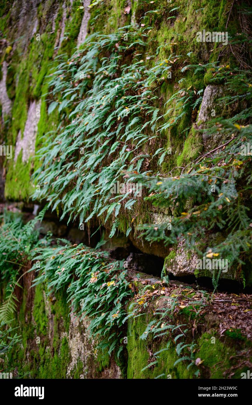 Farn struthiopteris spicant auf einem Granitfelsen im Talaisttal im oberösterreichischen mühlviertel Stockfoto