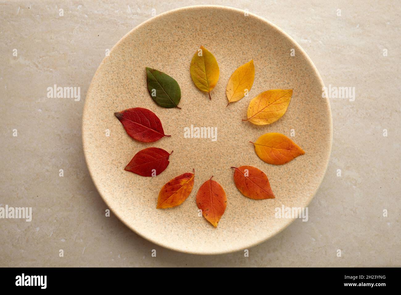 Herbstblätter von grün bis rot auf Travertin-Hintergrund ausgelegt. Das Konzept der Veränderung der Saison. Stockfoto