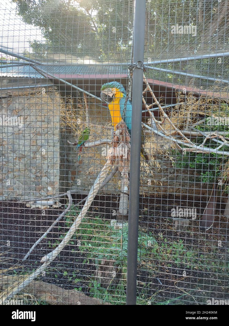 Schöner Ara-Papagei hinter einem Gitterzaun im Zoo Stockfoto