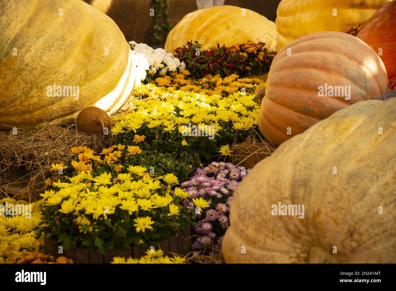 Ausstellung von riesigen Kürbissen in verschiedenen Formen, Farben und Größen. Stockfoto
