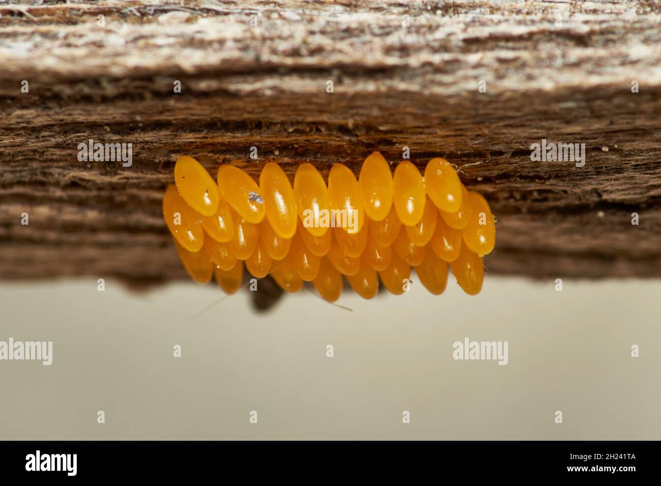 Ein Gelege aus Marienkäfer-Eiern wenige Stunden vor dem Auftauchen Stockfoto