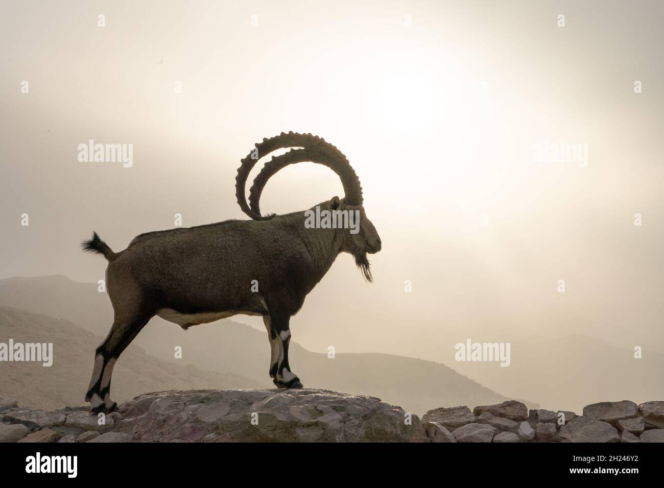 Großer, beeindruckender männlicher Nubischer Steinbock (Capra ibex nubiana aka Capra nubiana), fotografiert in Israel, Wüste Negev im September Stockfoto
