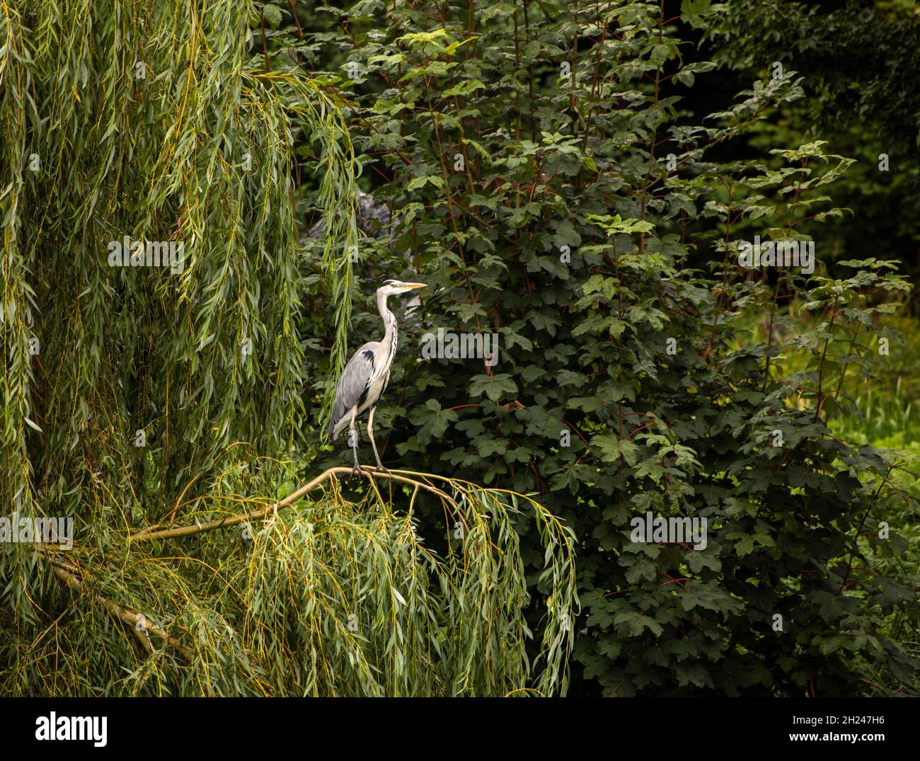 Großbritannien, England, Cambridgeshire, Cambridge, Grantchester, River Cam, Reiher auf Weidenzweig Stockfoto