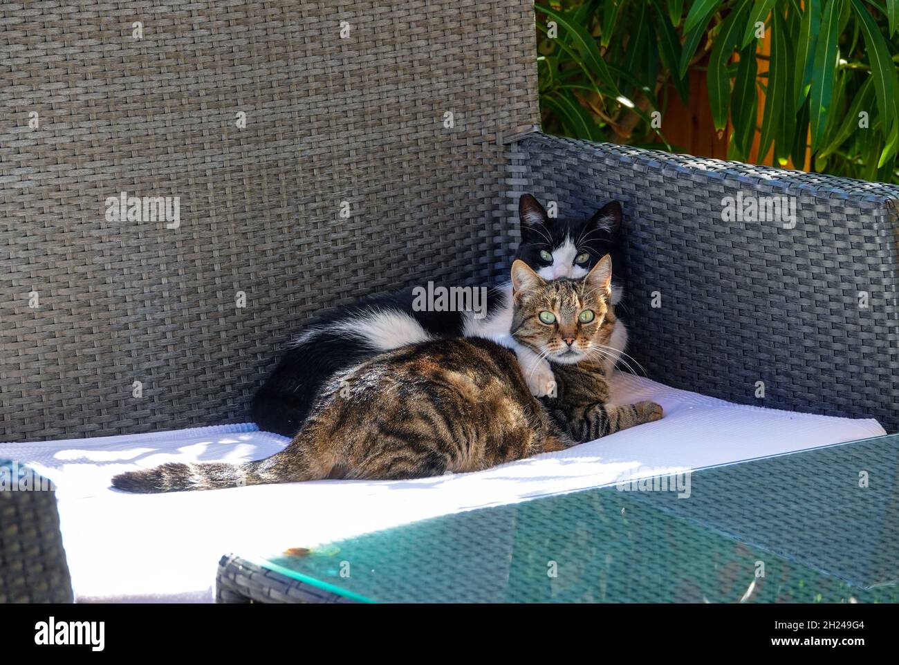 Zwei Katzen sitzen zusammen im kleinen Ferienort Baska, Baška auf der Insel Krk, Kroatien Stockfoto