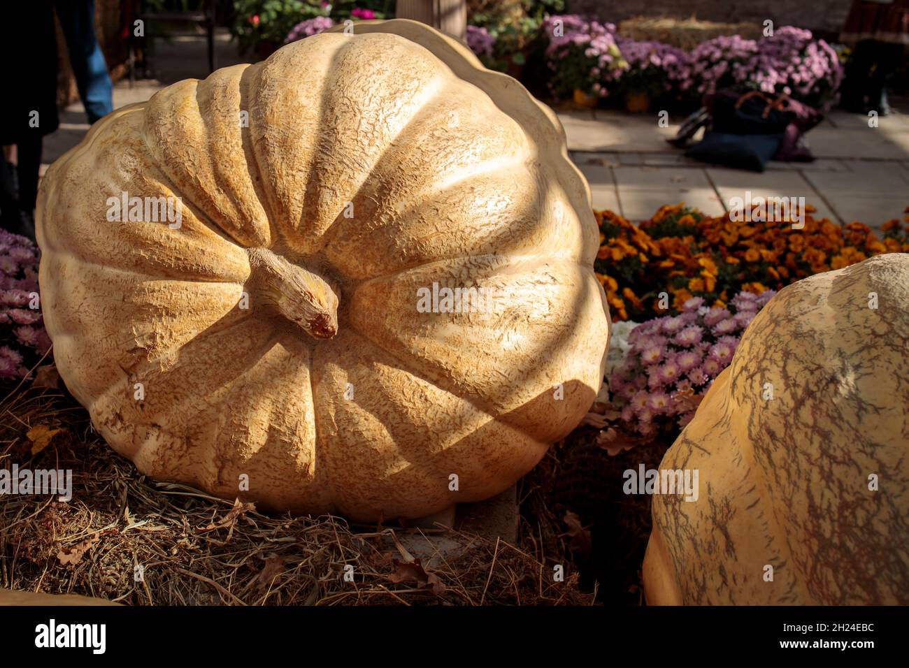 Moskau, Russland - 16. September 2021: Zwei riesige Kürbisse auf der traditionellen Herbstausstellung im Aptekarsky Ogorod (Zweigstelle der Moskauer Staatlichen Universität Stockfoto