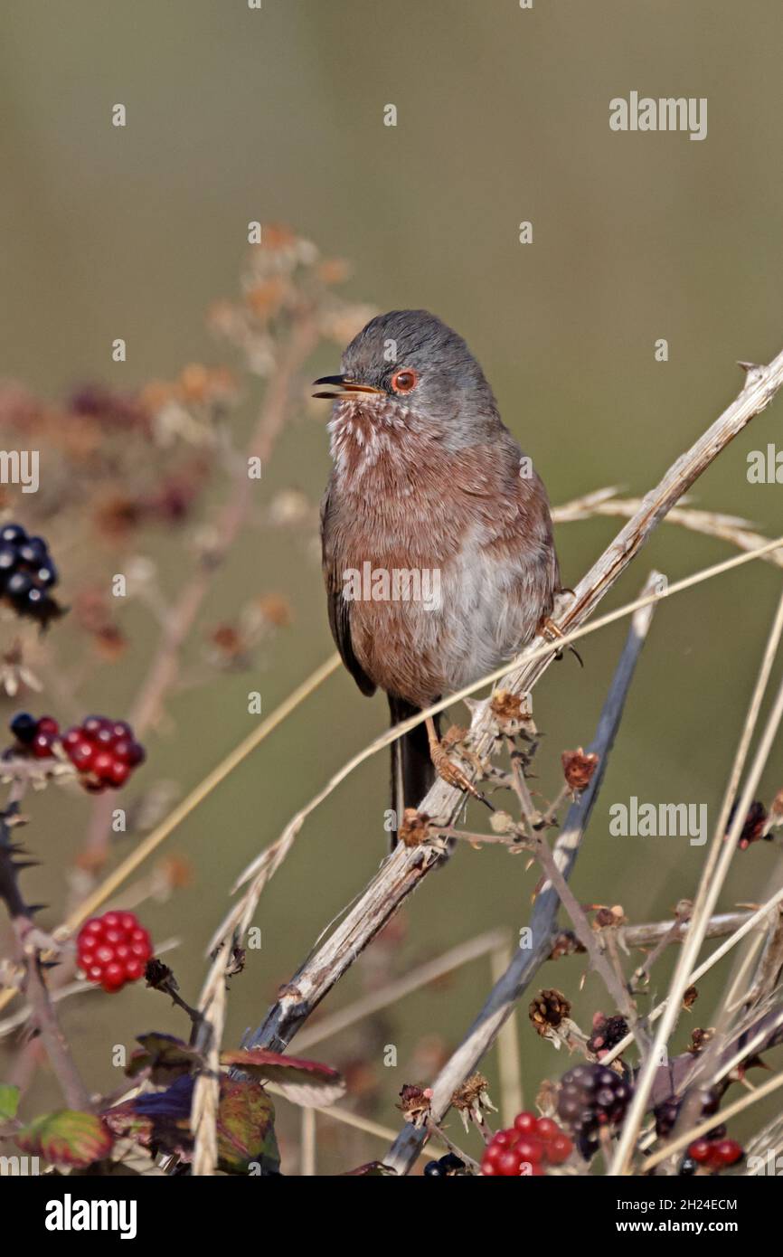 Dartford Warbler im RSPB Minsmere Reserve Suffolk Stockfoto