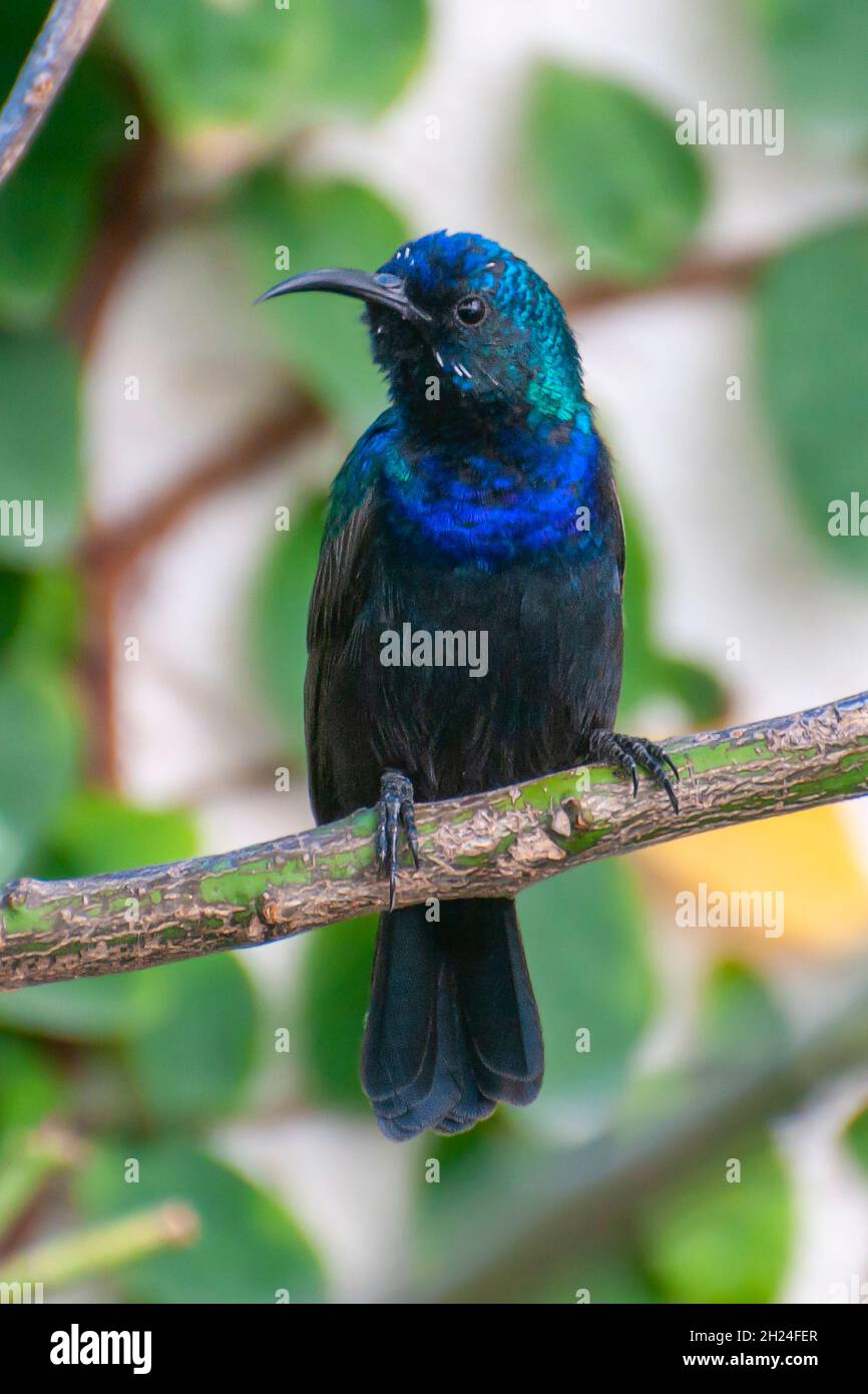 Männlicher Palästina-Sonnenvögel oder nördlicher Orangetufted Sunbird (Cinnyris oseus), fotografiert im Oktober in Israel Stockfoto