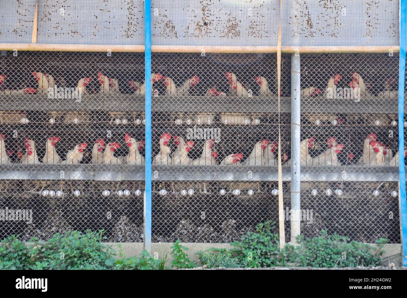 Eierzucht. Hühner in Batterien. Fotografiert in Israel. Die Praxis der batteriegezüchteten Geflügelhaltung beinhaltet die intensive Aufzucht von Hühnern in geschlossenen n Stockfoto