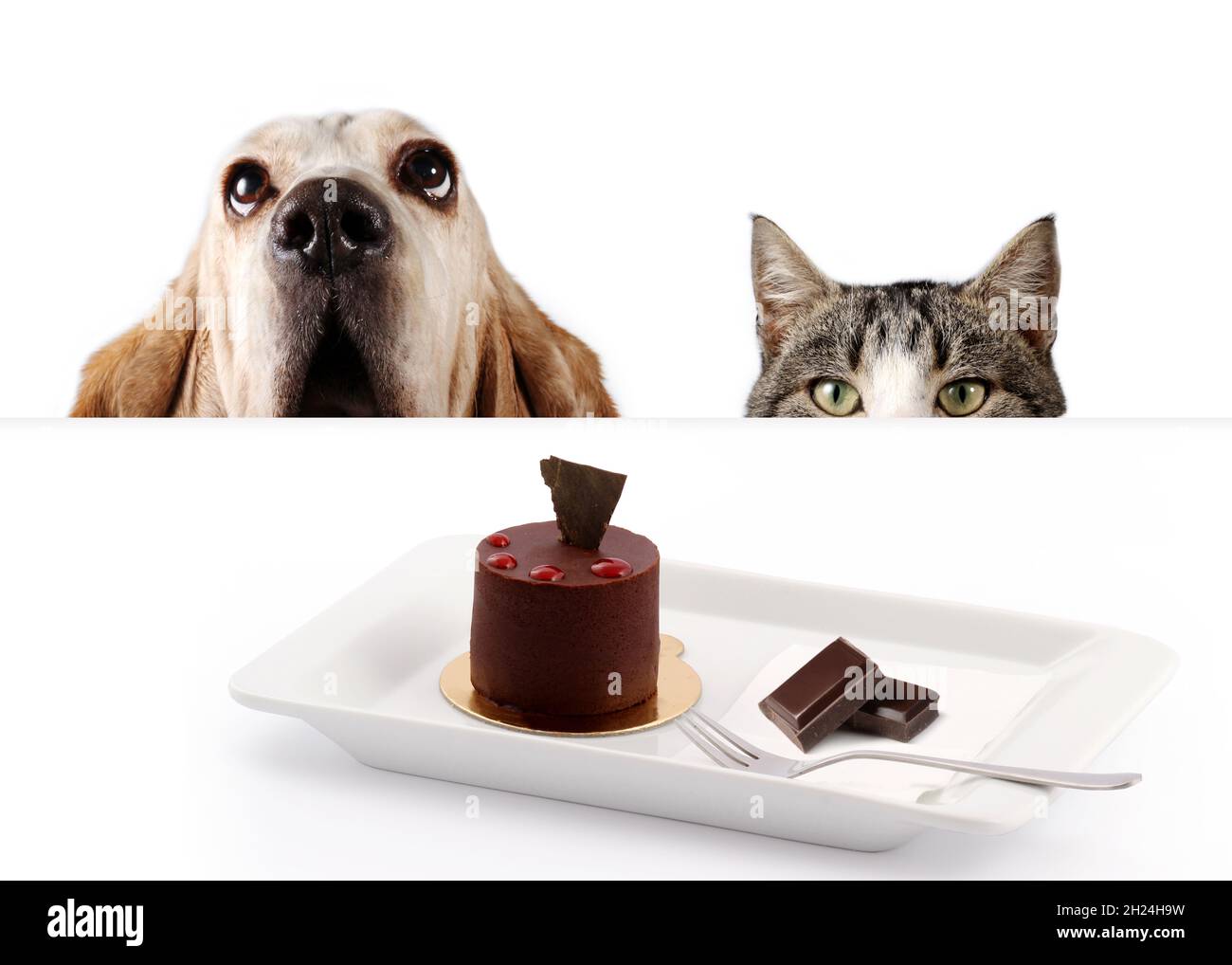 Basset Hund und Kätzchen mit Schokoladenkuchen Stockfoto